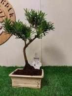 Boeddha-den bonsai (Podocarpus macrophyllus) - Hoogte