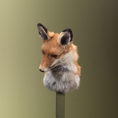 Vos Taxidermie Opgezette Dieren By Max, Verzamelen, Dierenverzamelingen, Opgezet dier, Nieuw, Wild dier, Ophalen of Verzenden