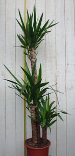Kamerplant Yucca 120 cm - Warentuin Natuurlijk, Nieuw, Verzenden