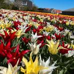 20x Tulpenbollen Tres Chic Mix – Rood, Geel & Witte Tulpen, Verzenden