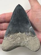 Megalodon tand 11,4 cm - Fossiele tand - Carcharocles, Verzamelen, Mineralen en Fossielen