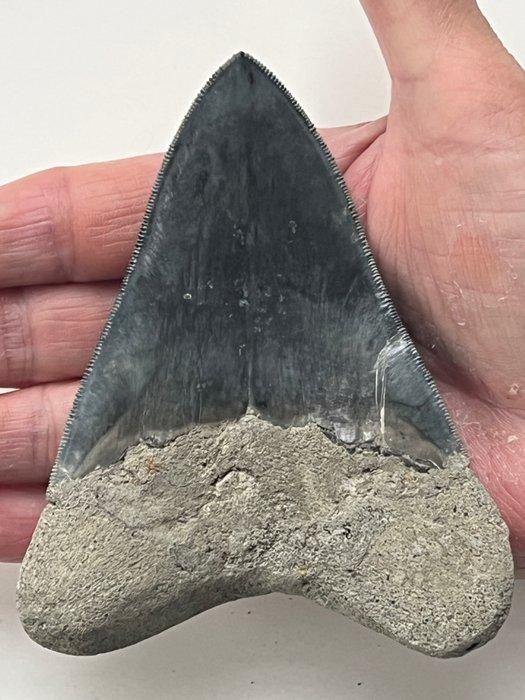 Megalodon tand 11,4 cm - Fossiele tand - Carcharocles, Verzamelen, Mineralen en Fossielen