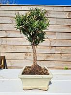 Boeddha-den bonsai (Podocarpus macrophyllus) - Hoogte, Antiek en Kunst