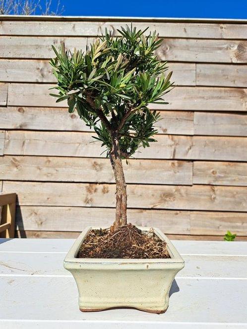 Boeddha-den bonsai (Podocarpus macrophyllus) - Hoogte, Antiek en Kunst, Curiosa en Brocante