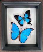 Vlinder Taxidermie volledige montage - Magnifique Envol de