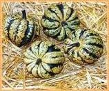 Mardi Gras F1 Pompoen, Hobby en Vrije tijd, Knutselen, Nieuw, Ophalen of Verzenden