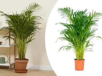 Areca goudpalm XL