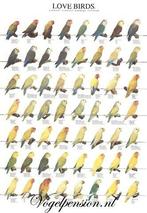 Vogelposter agaporniden deel 1 gelamineerd A4 - Vogelposters, Dieren en Toebehoren, Verzenden, Nieuw