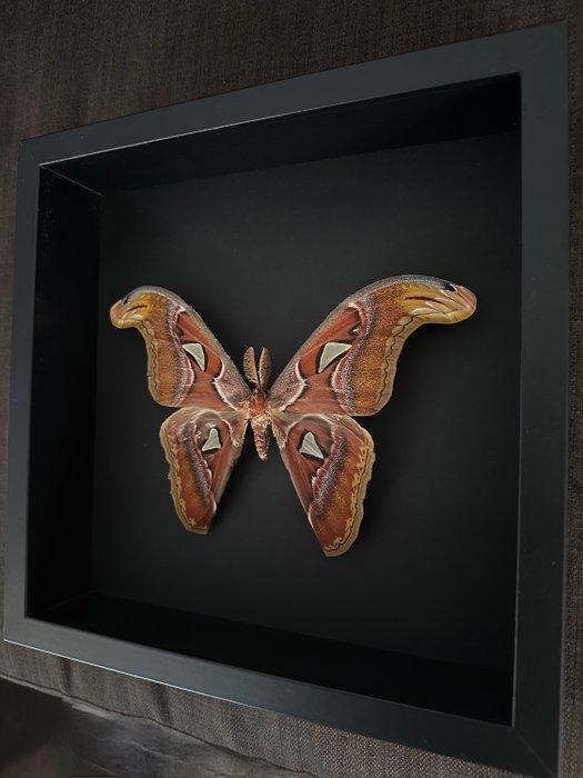 Vlinder Taxidermie volledige montage - Attacus Atlas - 25 cm, Verzamelen, Dierenverzamelingen