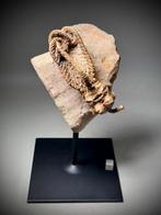 Crinoide - Fossiel skelet