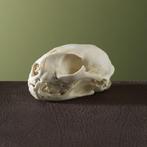 Serval Schedel Taxidermie Opgezette Dieren By Max, Verzamelen, Ophalen of Verzenden, Nieuw, Wild dier, Opgezet dier