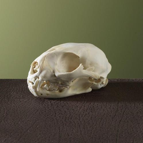 Serval Schedel Taxidermie Opgezette Dieren By Max, Verzamelen, Dierenverzamelingen, Opgezet dier, Nieuw, Wild dier, Ophalen of Verzenden