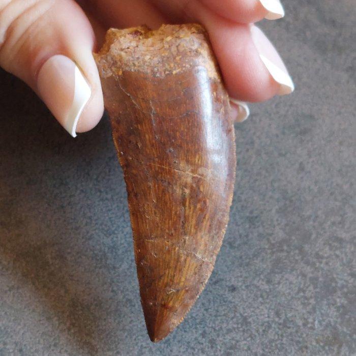 Dinosaurus - Fossiele tand - Gigantischer, Verzamelen, Mineralen en Fossielen