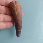 Dinosaurus - Fossiele tand - Spinosaurus aegyptiacus - 90 mm