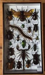 Duizendpoten, waterkevers, neushoornkevers, hertkevers