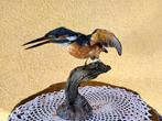 IJsvogel Taxidermie volledige montage - Alcedo atthis - with, Verzamelen, Nieuw
