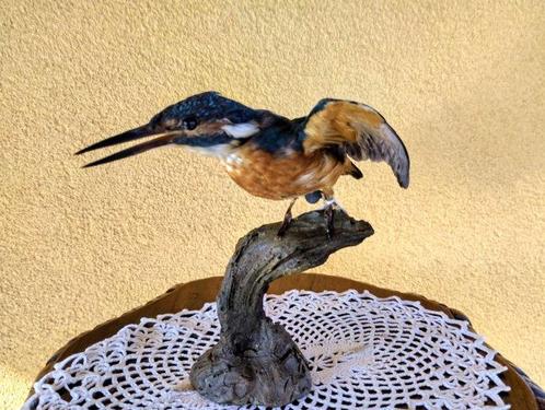 IJsvogel Taxidermie volledige montage - Alcedo atthis - with, Verzamelen, Dierenverzamelingen