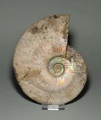 Ammoniet - Gefossiliseerde schelp - Aioloceras (Cleoniceras), Verzamelen, Mineralen en Fossielen