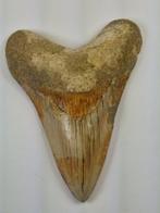 Megalodon - Fossiele tand - 11.5 cm