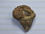 Ammoniet - Gefossiliseerd dier - Otoite - 7 cm (Zonder, Verzamelen, Mineralen en Fossielen