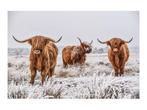 Glasschilderij Schotse Hooglanders | S322, Huis en Inrichting, Ophalen of Verzenden, Nieuw