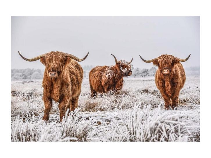 Glasschilderij Schotse Hooglanders | S322, Huis en Inrichting, Woonaccessoires | Overige, Nieuw, Ophalen of Verzenden