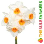 The Bulb Farmers - 60 x Narcis Cragford - wit met Orange, Tuin en Terras, Bloembollen en Zaden, Verzenden, Najaar, Volle zon, Bloembol