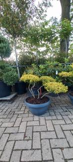 Ilex Crenata Golden Gem bonsai Japanse hulst in Sierpot, Nieuw, Ophalen