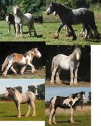 jonge Irish Cobs / Tinkers, Dieren en Toebehoren, Paarden, Minder dan 160 cm, 0 tot 2 jaar, Onbeleerd, Meerdere dieren