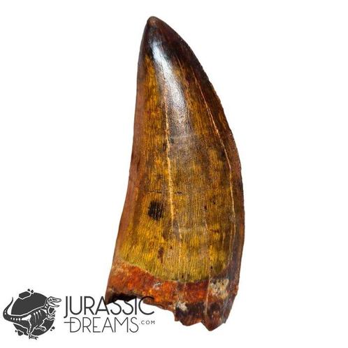 Dinosaurus - Fossiele tand - Gem Grade Carcharodontosaurus, Verzamelen, Mineralen en Fossielen