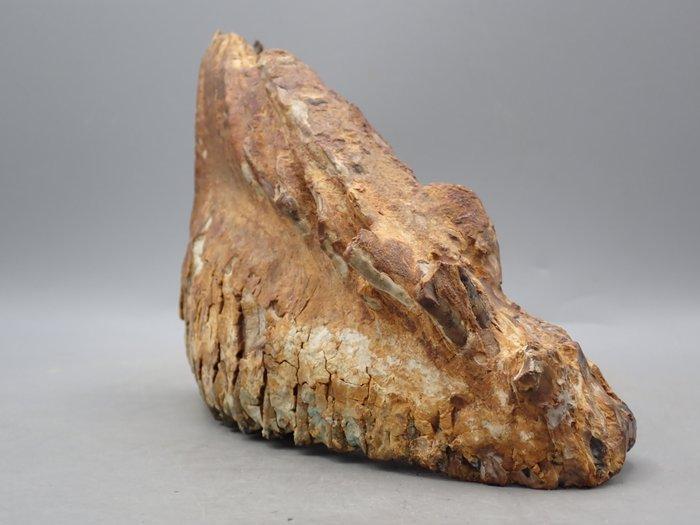 Wolharige mammoet - Fossiele tand - Mammuthus Meridionalis -, Verzamelen, Mineralen en Fossielen