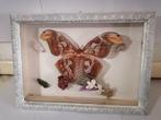 Vlinder Taxidermie wandmontage - Atlas Attacus - 20 cm - 25