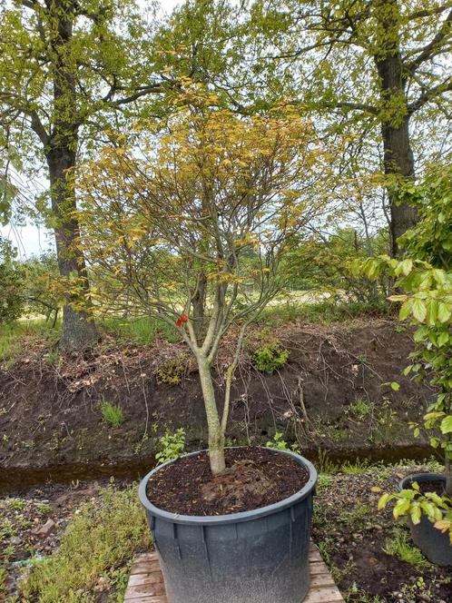 Acer palmatum Tsuma beni Japanse esdoorn, Tuin en Terras, Planten | Bomen, Ophalen