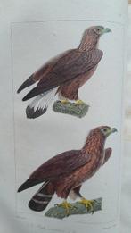 Buffon - Oeuvres complètes. Tome 15,les oiseaux-tome 5 ,les, Antiek en Kunst