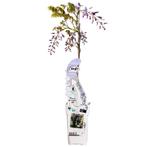 Wisteria sinensis Caroline - Paarse Regen - Ø15cm - 65cm, Verzenden, Nieuw
