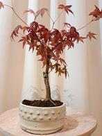 Japanese maple bonsai (Acer palmatum) - Hoogte (boom): 23 cm, Antiek en Kunst