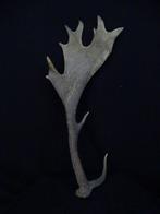 Fallow Buck antler Schedel - Dama dama - 0 cm - 0 cm - 60, Nieuw