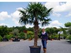 Trachycarpus fortunei palmboom / palmbomen te koop!!!!!!!!!!