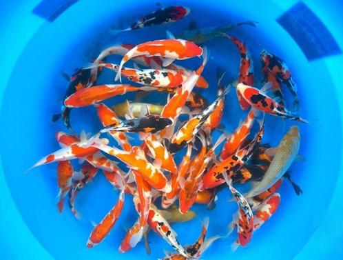 Hiroi 18-20cm  tosai mix (Japanse Koi), Dieren en Toebehoren, Vissen | Vijvervissen, Karper of Koi