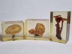 Imyco inclusions - Insluitsels van echte paddenstoelen in