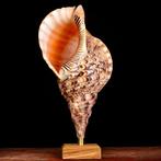 Gemonteerde Triton-granaten. Zeeschelp - Charonia Tritonis –, Verzamelen, Nieuw
