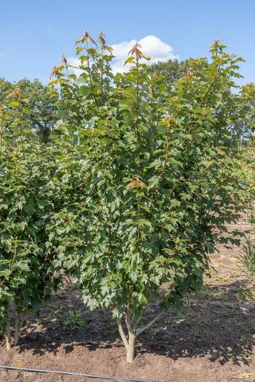 Acer rubrum Sun Valley -  Rode esdoorn