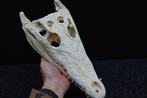 Large Nile Crocodile Schedel - Crocodylus niloticus (with, Nieuw