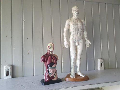 Anatomisch model - Kunststof, hout en rubber - 1990-2000 - 2, Antiek en Kunst, Antiek | Wandborden en Tegels