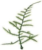 Asparagus Plastic blad zak 100 stuks, Huis en Inrichting, Ophalen of Verzenden, Nieuw