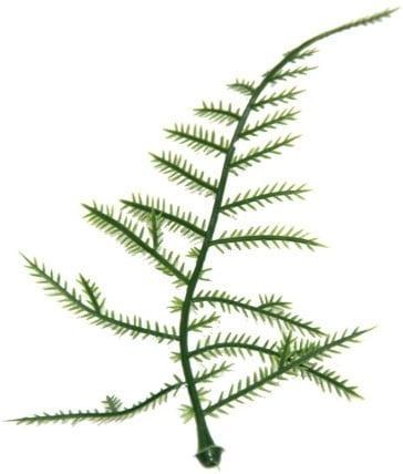 Asparagus Plastic blad zak 100 stuks, Huis en Inrichting, Woonaccessoires | Kunstplanten en Kunstbloemen, Nieuw, Ophalen of Verzenden