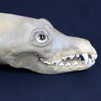 Exclusief taxidermie meesterwerk - Chimera - Wolf en Haai -
