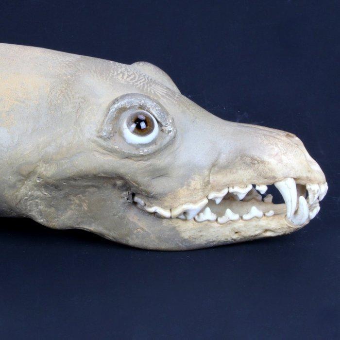 Exclusief taxidermie meesterwerk - Chimera - Wolf en Haai -, Antiek en Kunst, Curiosa en Brocante