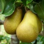 Perenboom - Pyrus c. Beurre Hardy - Omtrek: 10-14 cm | Hoogt, Tuin en Terras, Planten | Bomen, Ophalen of Verzenden