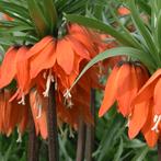Fritillaria Keizerskroon Rubra rood/oranje 5 stuks, Verzenden